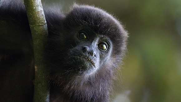 Coiba Island howler (Alouatta coibensis); endemic