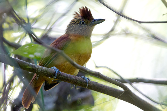 Barred Antshrike (Thamnophilus doliatus eremnus) Female; Subspecies; endemic