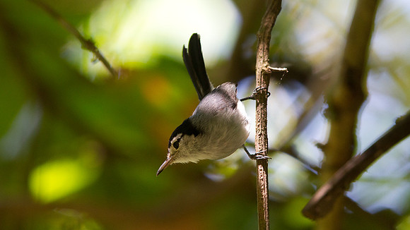 Tropical Gnatcatcher (Polioptila plumbea cinericia); Subspecies; endemic