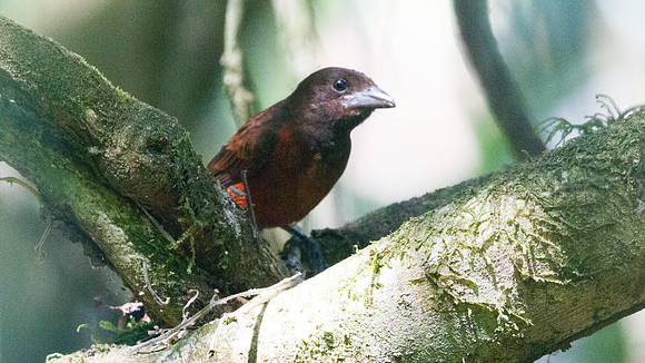 Crimson-backed Tanager (Ramphocelus dimidiatus arestus); Subspecies