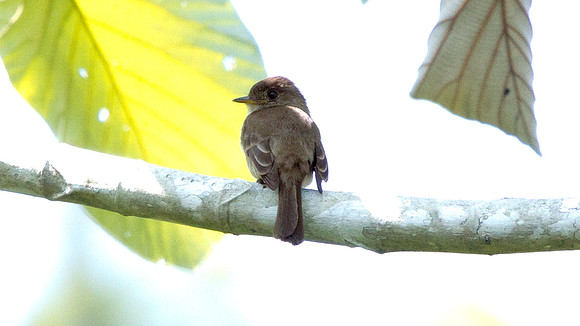 Tropical Pewee (Contopus cinereus aithalodes); Subspecies; endemic