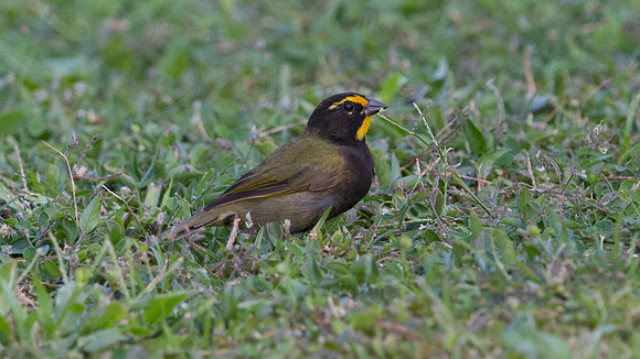 Yellow-faced Grassquit (Tiaris olivacea ravida) Male; Subspecies