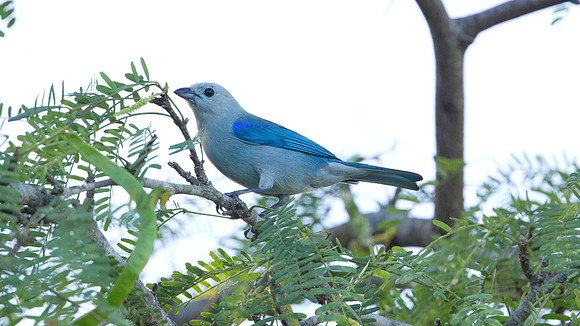 Blue-gray Tanager (Thraupis episcopus cumatilis); Subspecies