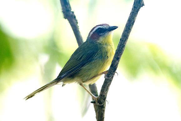 Rufous-capped Warbler (Basileuterus rufifrons actuosus); Subspecies; endemic