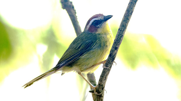Rufous-capped Warbler (Basileuterus rufifrons actuosus); Subspecies; endemic