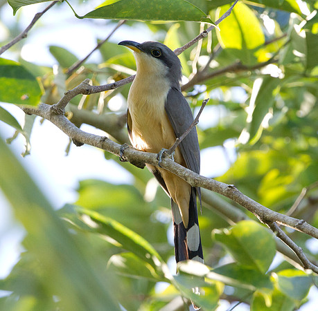 Mangrove Cuckoo (Coccyzus minor)