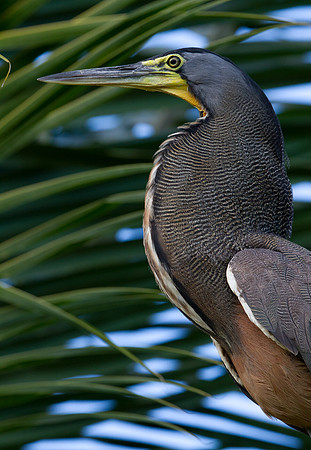 Bare-throated Tiger Heron (Tigrisoma mexicanum)