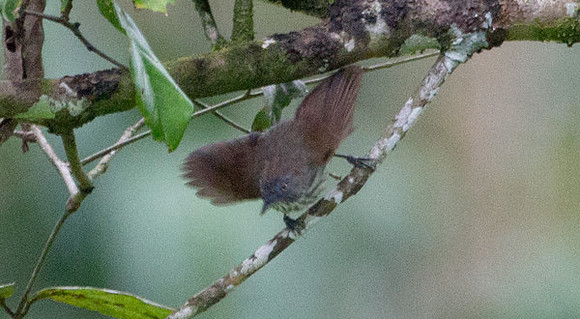 Bold-striped Tit-Babbler (Macronous bornensis)