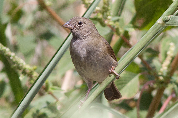 Black-faced Grassquit (Tiaris bicolor) female