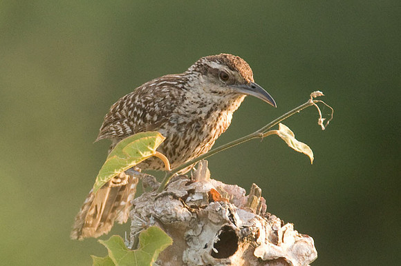Yucatan Wren (Campylorhynchus yucatanicus)