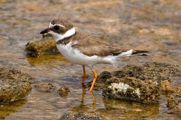 Semipalmated Plover (Charadrius semipalmatus)