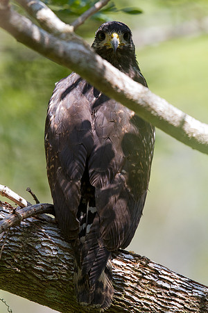 Common Black Hawk (Buteogallus anthracinus)