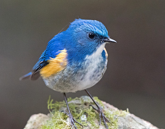 Himalayan bluetail (Tarsiger rufilatus) Male
