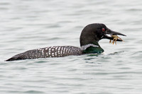 Great Northern Loon (Gavia immer) also known as Common Loon or Great Northern Diver