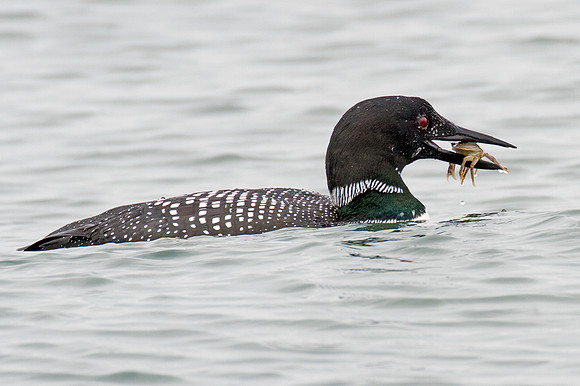Great Northern Loon (Gavia immer) also known as Common Loon or Great Northern Diver