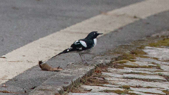 Slaty-backed Forktail (Enicurus schistaceus)