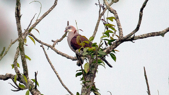 Mountain Imperial Pigeon (Ducula badia)