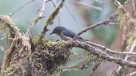Fire-breasted Flowerpecker (Dicaeum ignipectus) Female