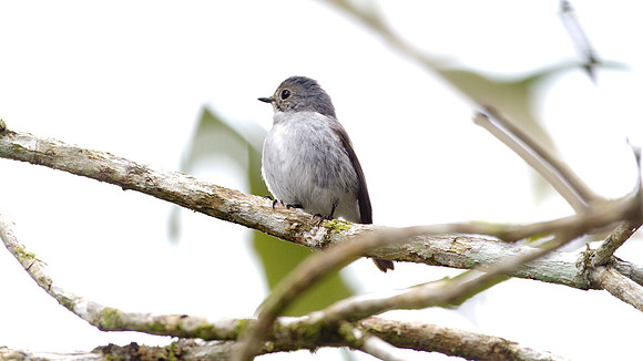 Little Pied Flycatcher (Ficedula westermanni)