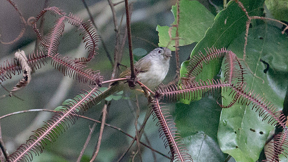 Mountain Fulvetta (Alcippe peracensis)