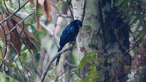 Bronzed Drongo (Dicrurus aeneus)