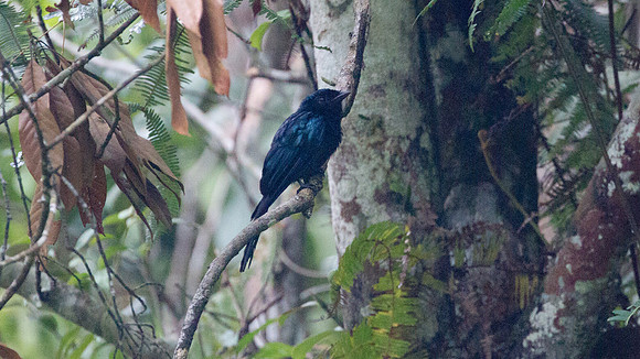 Bronzed Drongo (Dicrurus aeneus)