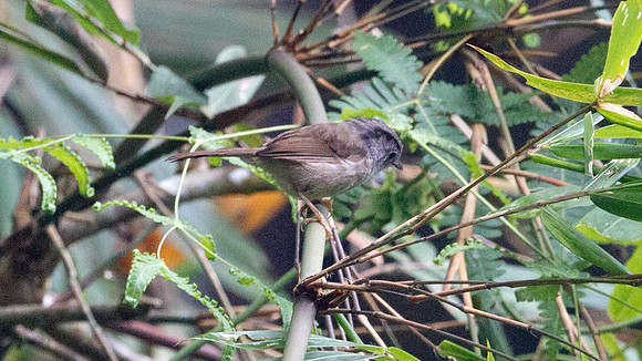 Mountain Fulvetta (Alcippe peracensis)