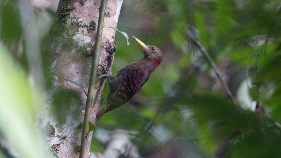 Bay Woodpecker (Blythipicus pyrrhotis)