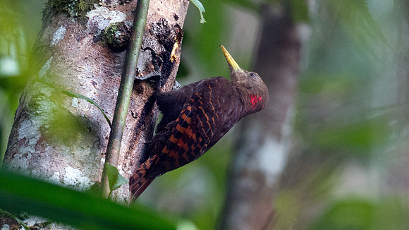 Bay Woodpecker (Blythipicus pyrrhotis)