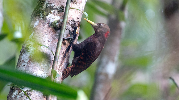 Bay Woodpecker (Blythipicus pyrrhotis)