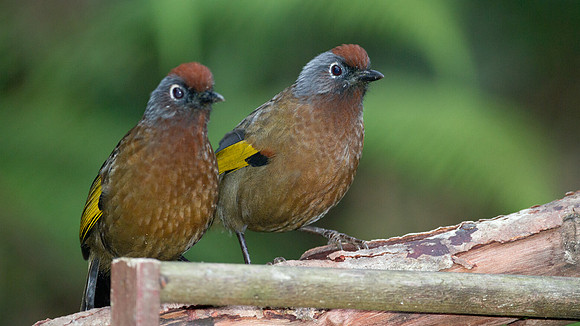 Chestnut-crowned Laughingthrush (Garrulax erythrocephalus)