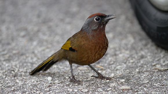 Chestnut-crowned Laughingthrush (Garrulax erythrocephalus)