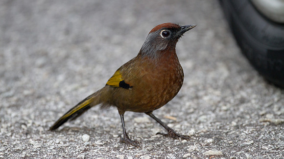 Chestnut-crowned Laughingthrush (Garrulax erythrocephalus)