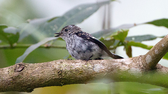 Little Pied Flycatcher (Ficedula westermanni)