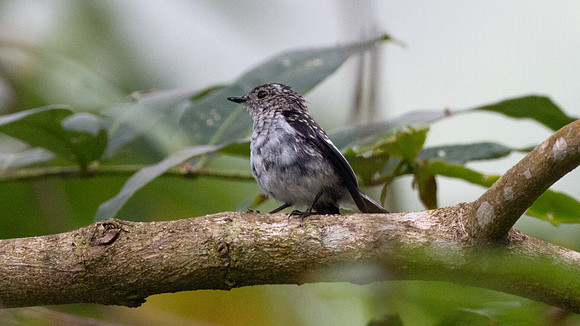 Little Pied Flycatcher (Ficedula westermanni)
