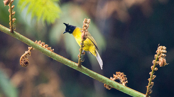 Black-crested Bulbul (Pycnonotus melanicterus)