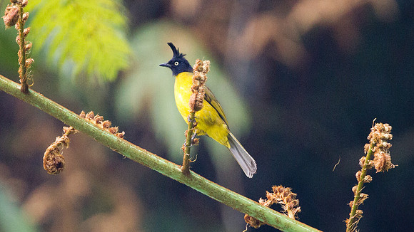Black-crested Bulbul (Pycnonotus melanicterus)