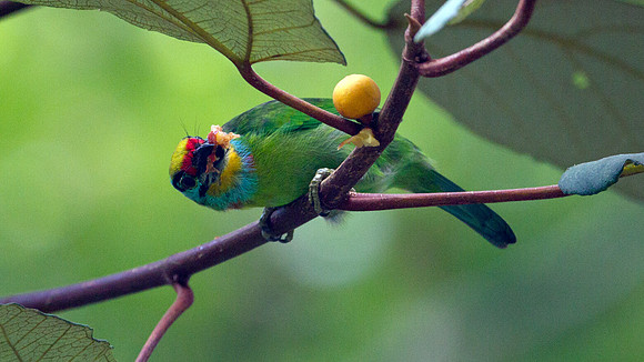 Black-browed Barbet (Megalaima oorti)