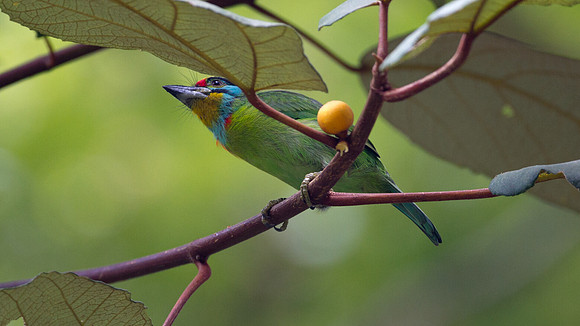 Black-browed Barbet (Megalaima oorti)