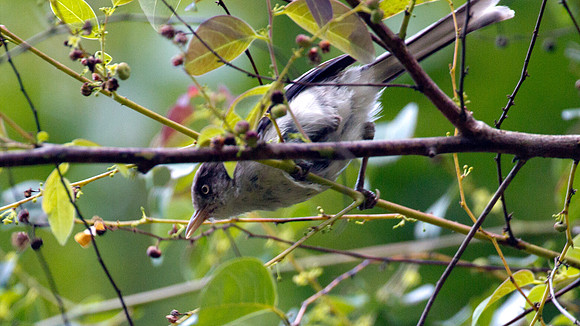 Blue-winged Minla/Siva (Siva cyanouroptera)