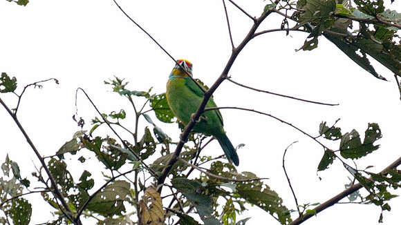 Black-browed Barbet (Megalaima oorti)
