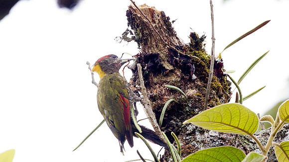 Lesser Yellownape (Picus chlorophaeus)