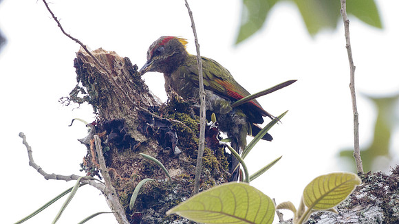 Lesser Yellownape (Picus chlorophaeus)