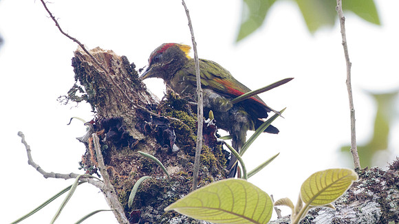 Greater Yellownape (Picus flavinucha)