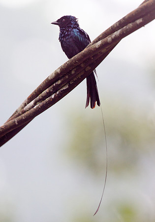 Lesser Racket-tailed Drongo (Dicrurus remifer)
