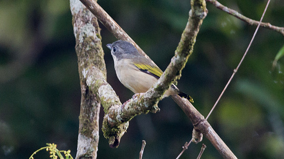 White-browed Shrike-babbler (Pteruthius flaviscapis)