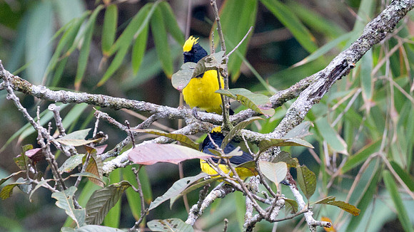 Sultan Tit (Melanochlora sultanea)