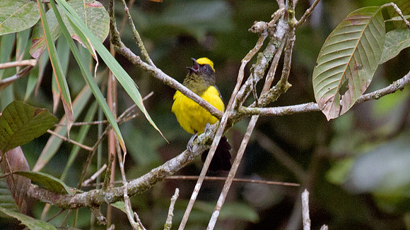 Sultan Tit (Melanochlora sultanea)
