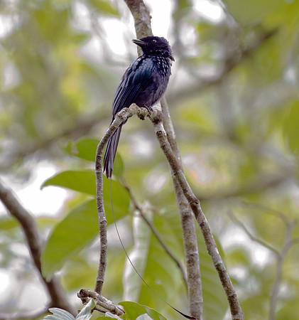Lesser Racket-tailed Drongo (Dicrurus remifer)