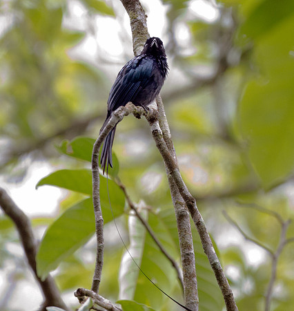 Lesser Racket-tailed Drongo (Dicrurus remifer)